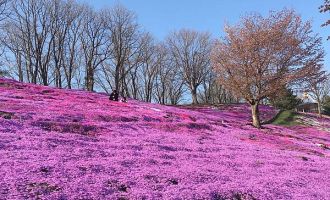 【2020北海道】纹别 – 太阳之丘远轻公园 = 不用挤也能赏芝樱的宝地！！