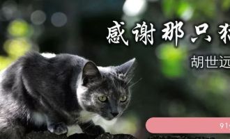 胡世远：感谢那只猫│生活感悟